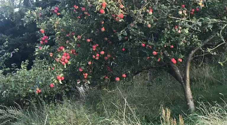 Gemütliches Ferienhaus bei Ebeltoft