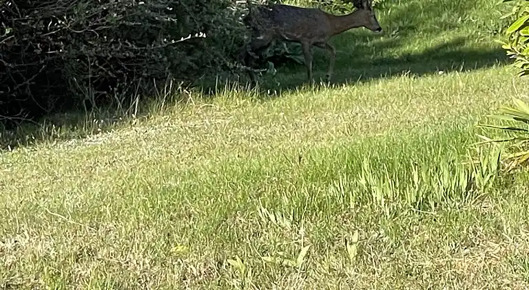 Gemütliches Ferienhaus bei Ebeltoft