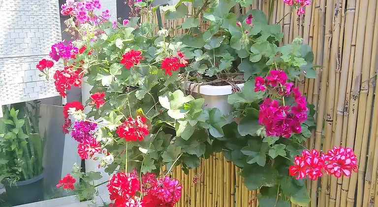 Like Home Gedera - Private Suite 5 Bett - Kurzzeitunterkunft