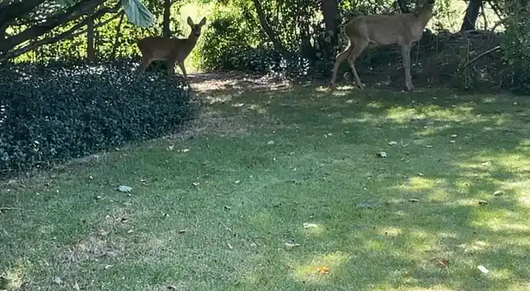 Sommerhus i naturskønt område