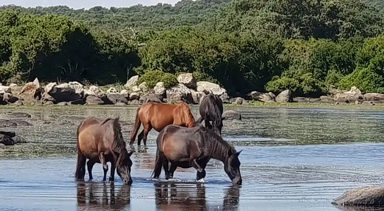 Location Sardinien Borgo Antico XIX