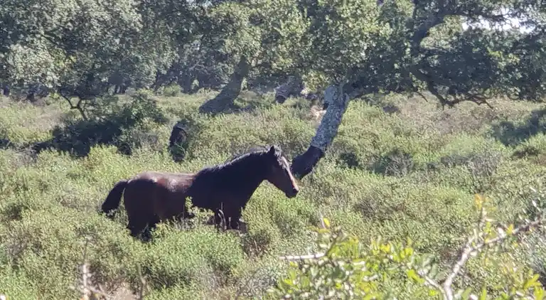 Location Sardinien Borgo Antico XIX