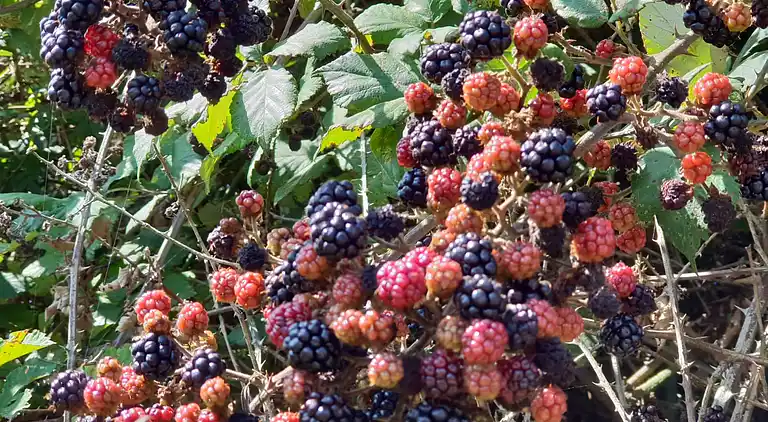 Location Sardinien Borgo Antico XIX