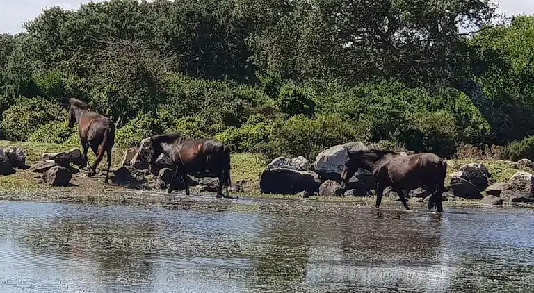 Location Sardinien Borgo Antico XIX