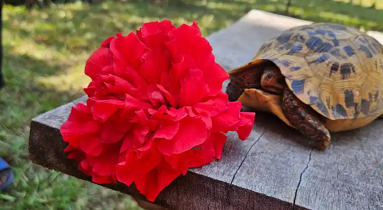 Wagawimbi Villa 560 m2, Vue à couper le souffle sur l'Océan