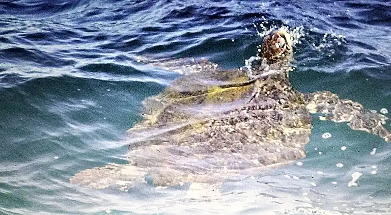 Wagawimbi Villa 560 m2, Vue à couper le souffle sur l'Océan