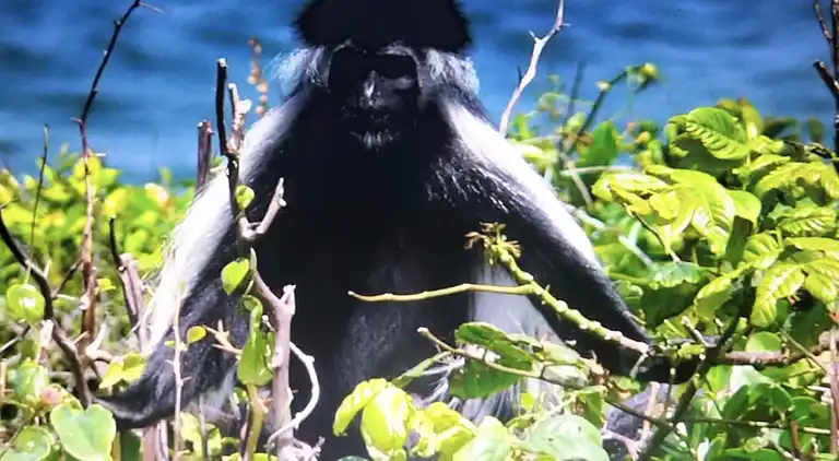 Wagawimbi Villa 560 m2, Vue à couper le souffle sur l'Océan