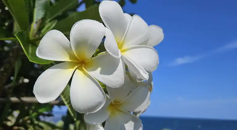 Wagawimbi Villa 560 m2, Vue à couper le souffle sur l'Océan