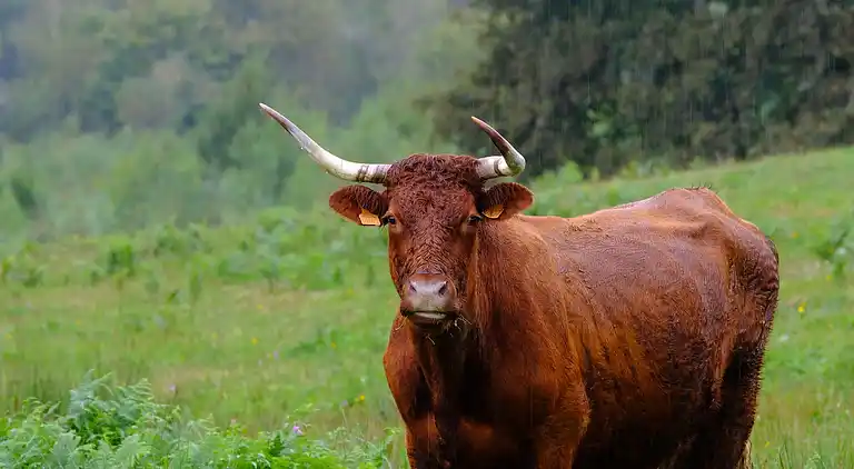 Feriebolig i Saint-Privat