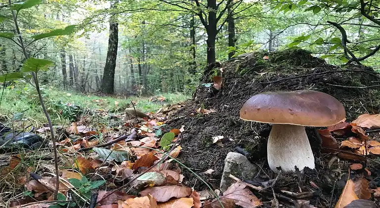 Sommerhus i Oignies-en-Thiérache