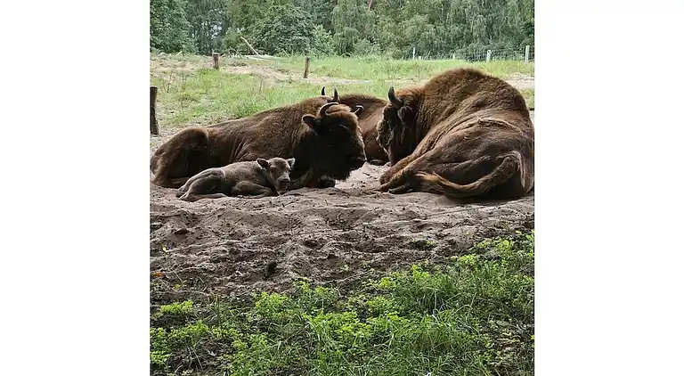 Ferienhaus in Buchberg