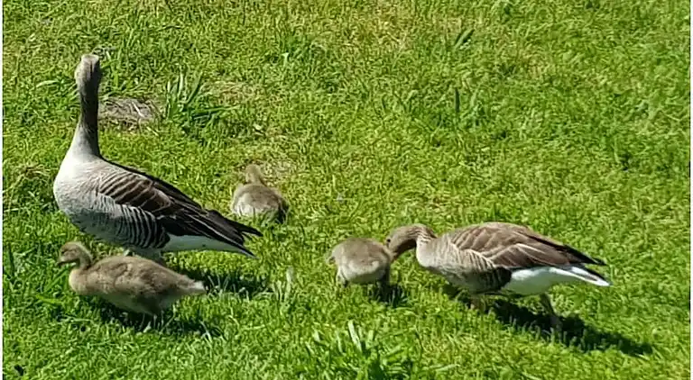 Ferienhaus in Buchberg