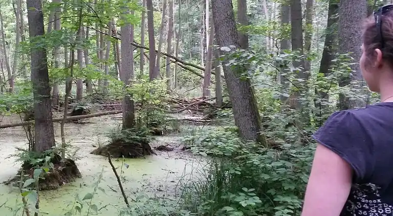 Ferienhaus in Buchberg