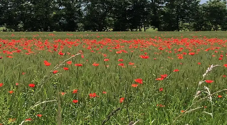 Casa de vacaciones en Foiano della Chiana