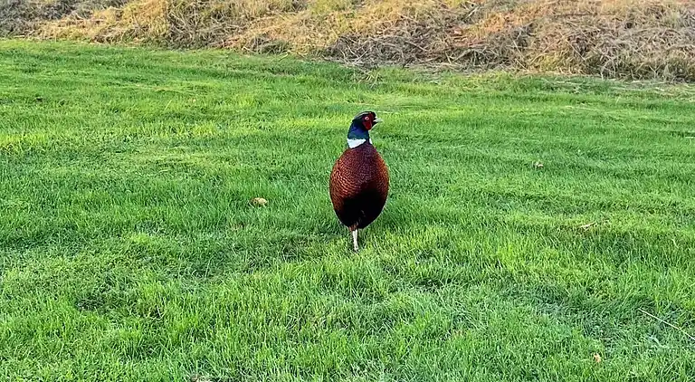 Sommerhus i Svendborg