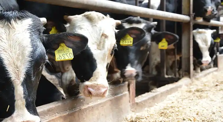 Gårdhus i Geesteren