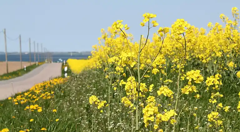 Farm house in Brusow