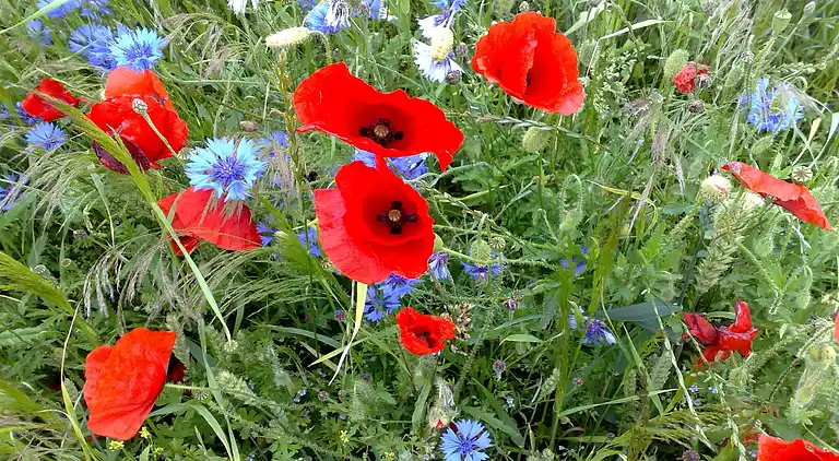 Apartment in Viecheln