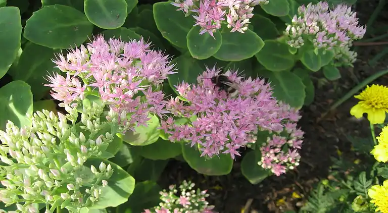 Farm house in Brusow