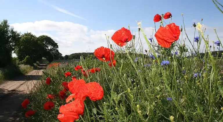 Ferielejlighed i Hohenkirchen