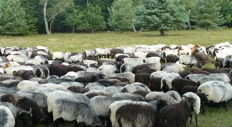Holiday home in Osterheide