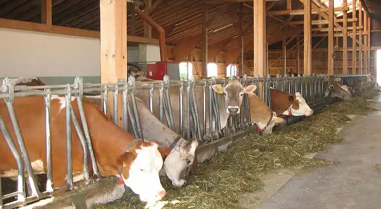 Ferielejlighed i Ingenried