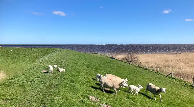 Schönes 6 Pers Grachthaus am Nationalpark Lauwersmeer