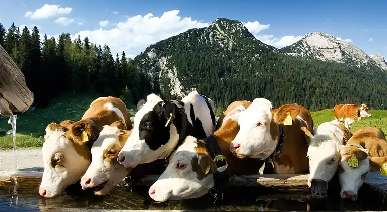 Apartment in Rosental