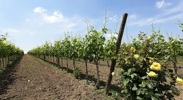 Sommerhus i Foiano della Chiana
