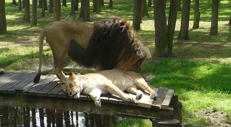 Sommerhus i Osterheide