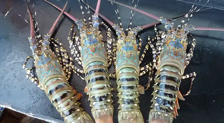 Vakantiehuis in Shimoni