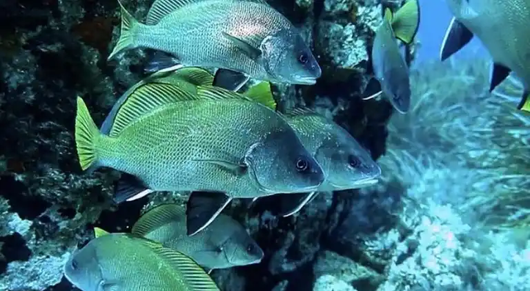 Apartment in Le Port