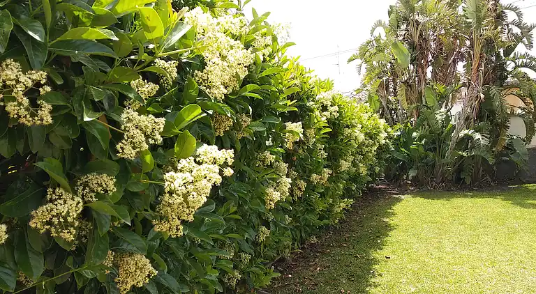 Haus mit Garten in der Nähe des Meeres