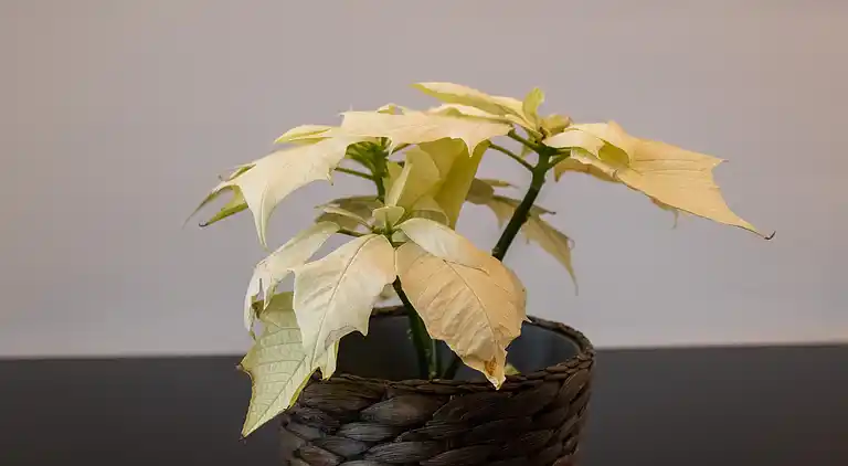 Neues Apartmentzentrum im trendigen St. Gille