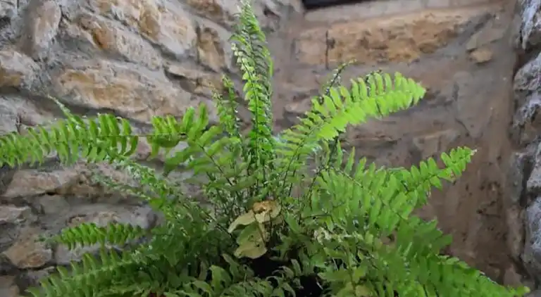 Ferienwohnung in Chanac