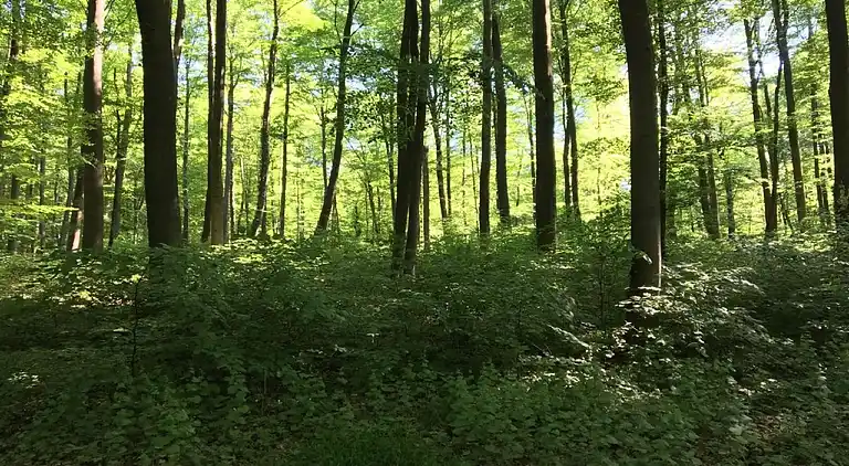 Ferienwohnung in Ellar