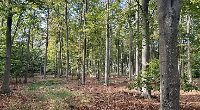 Gemütliches Ferienhaus mit Charme