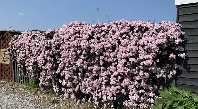 Hyggeligt sommerhus ved Hasmark Strand