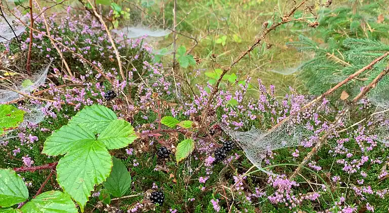 Hyggeligt sommerhus ved Hasmark Strand