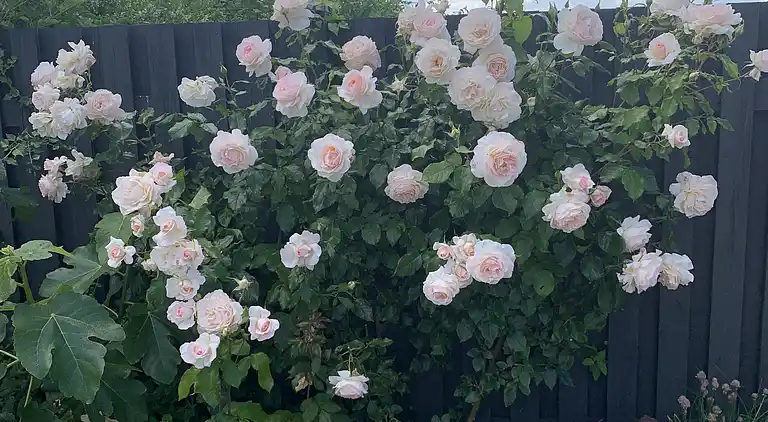 Hyggeligt sommerhus ved Hasmark Strand
