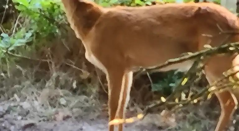 Hyggeligt sommerhus ved Hals