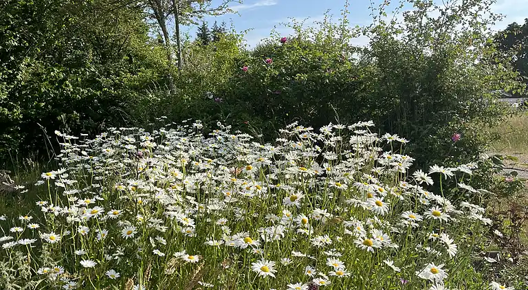 Hyggeligt sommerhus med dejlig udsigt.