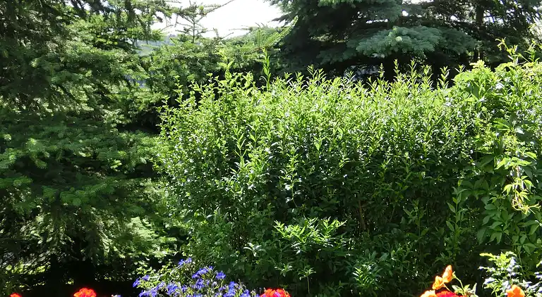 Sommerhus i Heimburg