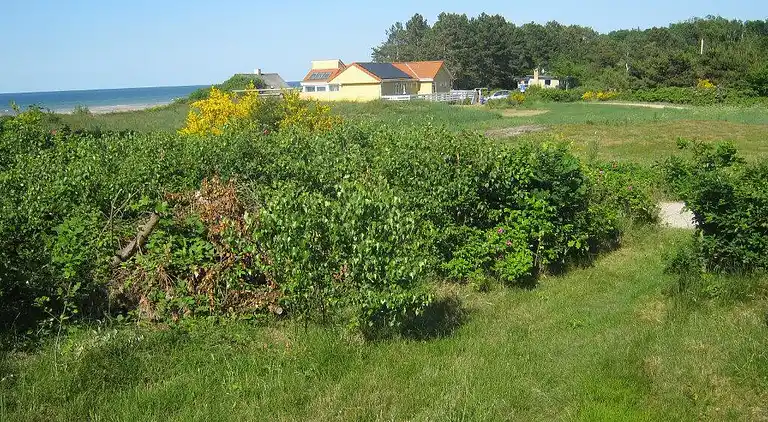 Semesterbostad vid Bønnerup Strand