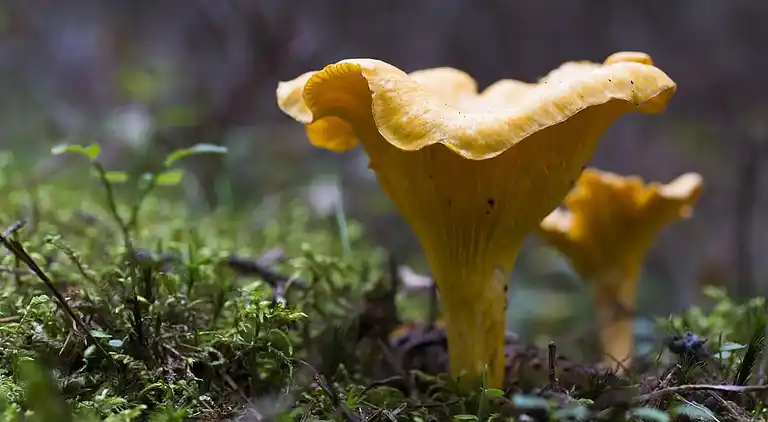 Semesterbostad i Mark Ö