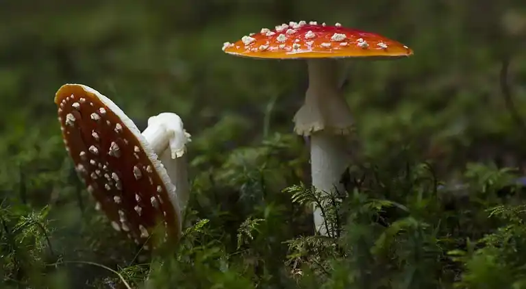 Semesterbostad i Mark Ö