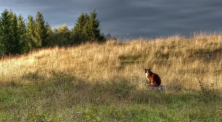 Semesterbostad i Mark Ö