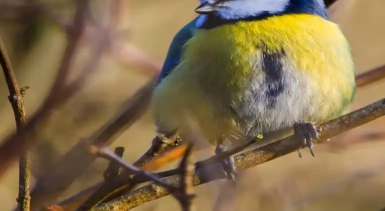 Semesterbostad i Mark Ö