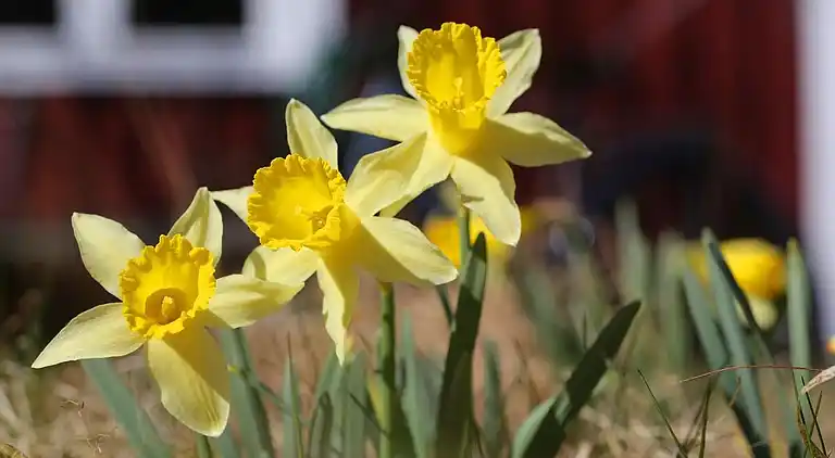 Semesterbostad i Mark Ö