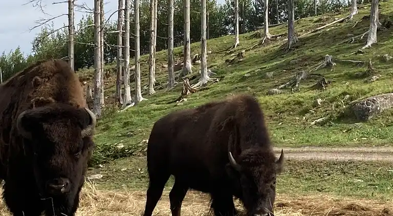 Feriebolig i Sävsjö N